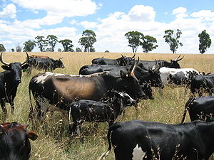 300px-Nguni_cattle.jpg